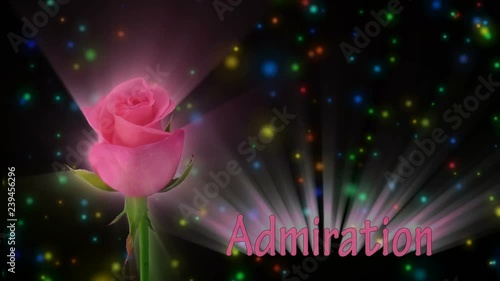 Montage of opening pink Blushing Akito rose meaning Admiration 1a2 in RGB + ALPHA matte format isolated on black background photo