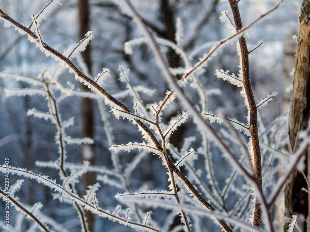 Branch of the tree in hoarfrost Branch of the tree in hoarfrost