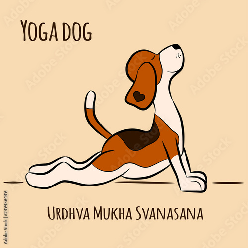 dog shows yoga pose Urdhva Mukha Svanasana photo