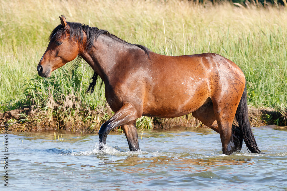 Pferde an der Müritz