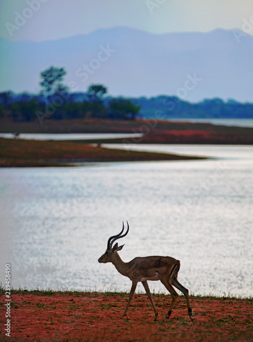 Silhoutte of a male Impala standing on the shoreline of Lake Kariba in Zimbabwe