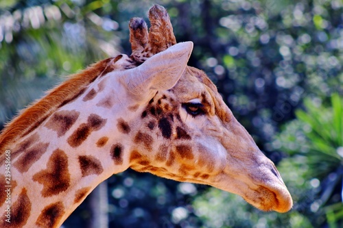 Photography Girafa close