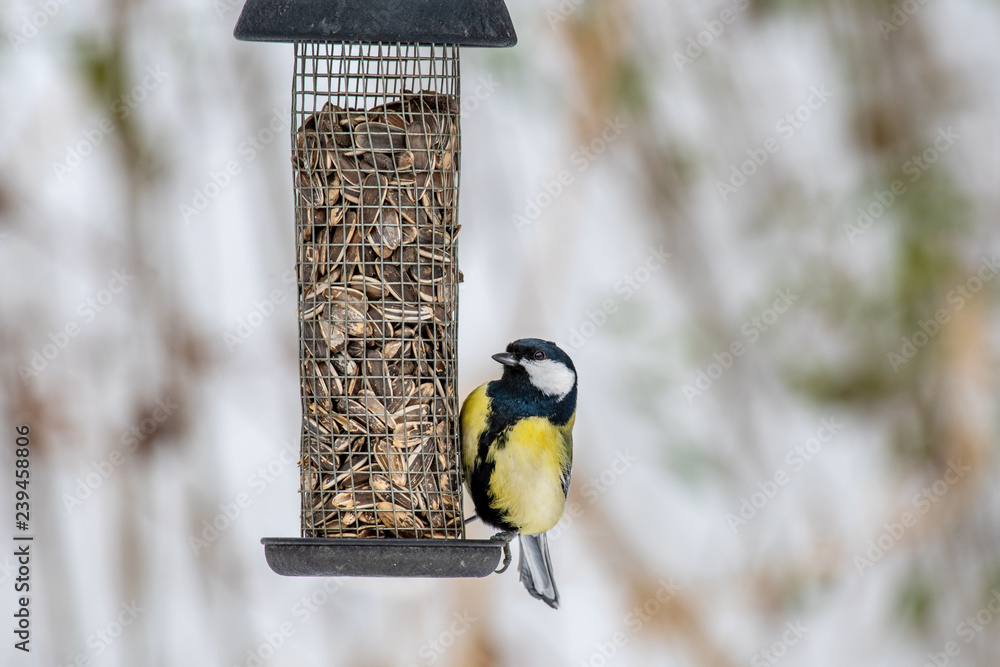 Fototapeta premium The great tit (Parus major) is a passerine bird in the tit family Paridae