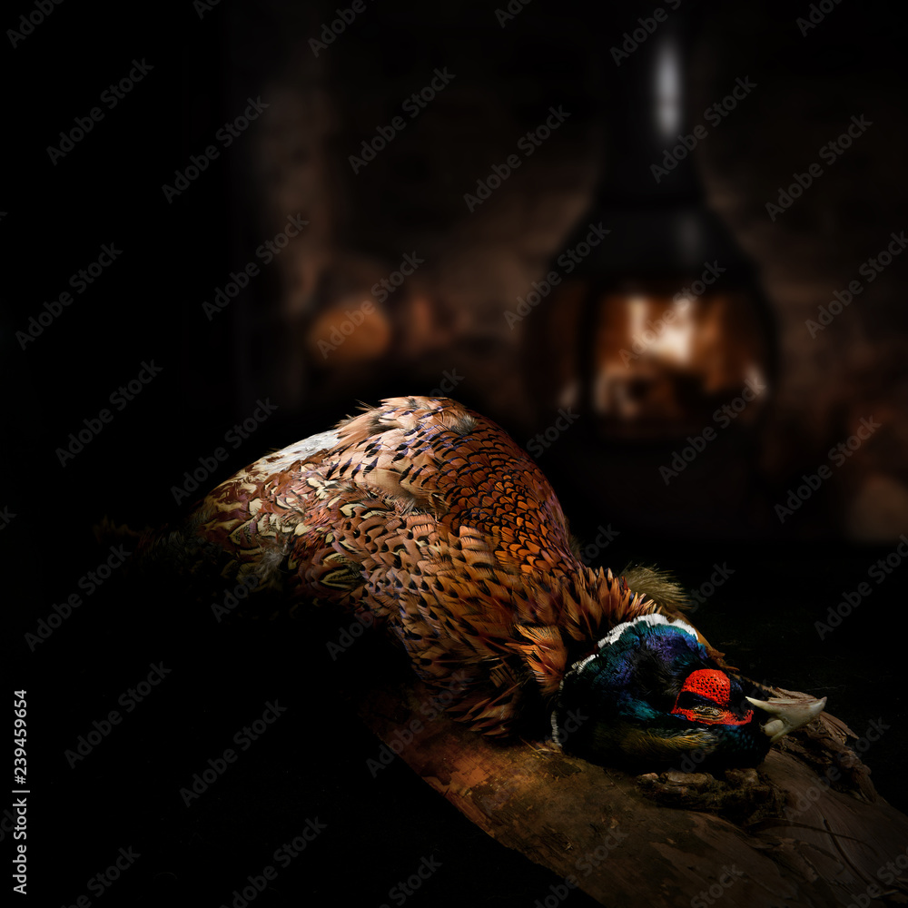 Fototapeta premium Bażant koguta