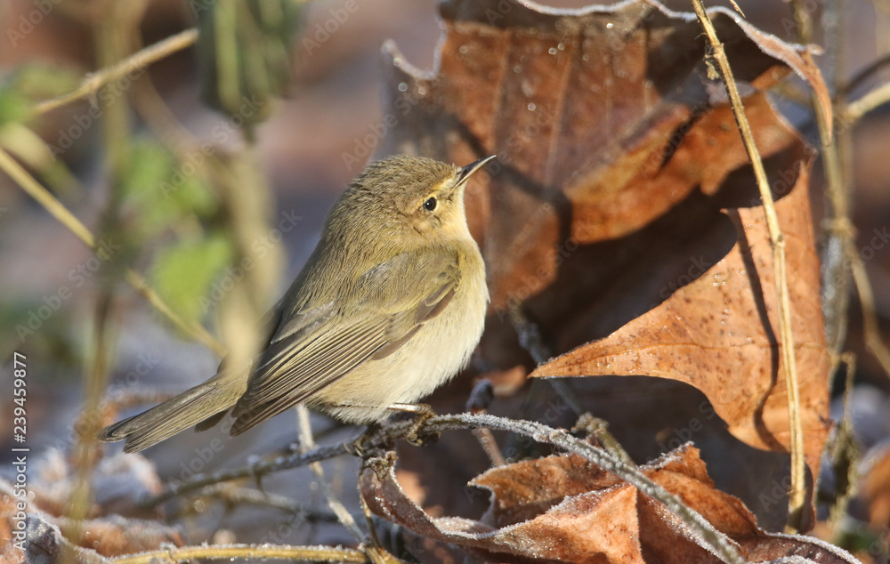 A pretty Chiffchaff (Phylloscopus collybita) hunting for food in the undergrowth on a frosty winters day. A pretty Chiffchaff (Phylloscopus collybita) hunting for food in the undergrowth on a frosty winters day.