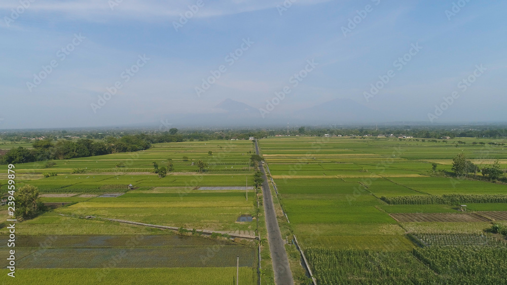 aerial view rice fields, agricultural land with sown green in countryside. farmland with agricultural crops in rural areas Java Indonesia. Land with grown plants of paddy aerial view rice fields, agricultural land with sown green in countryside. farmland with agricultural crops in rural areas Java Indonesia. Land with grown plants of paddy