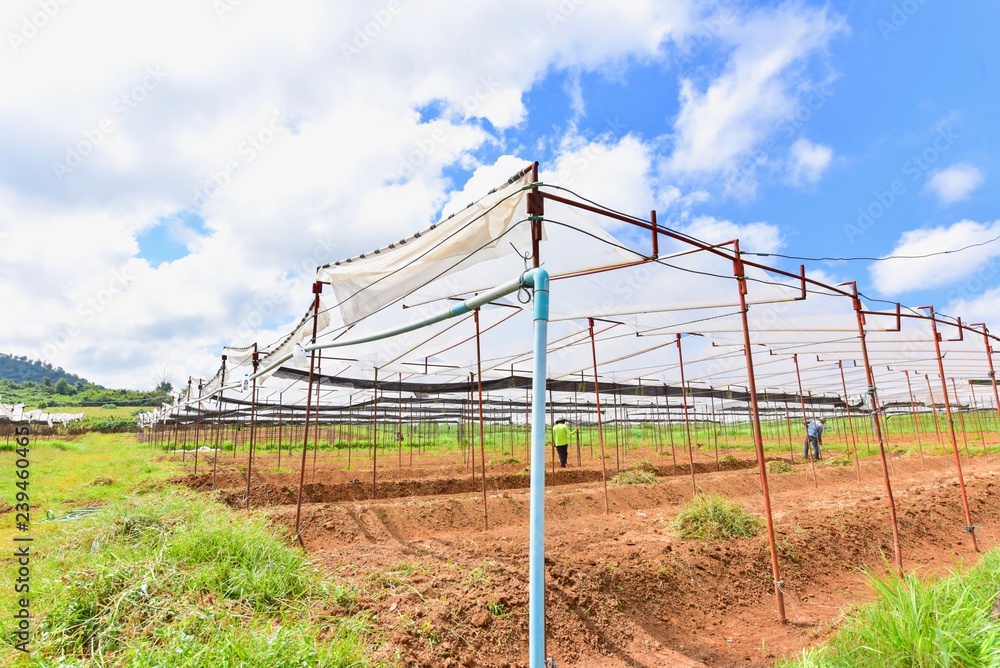 Agriculture Tent in the Countryside of Thailand