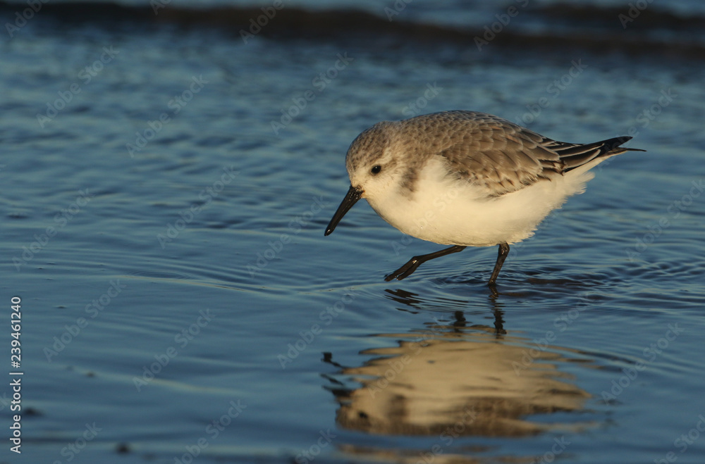 A stunning Sanderling (Calidris alba) searching for food along the shoreline at high tide. A stunning Sanderling (Calidris alba) searching for food along the shoreline at high tide.
