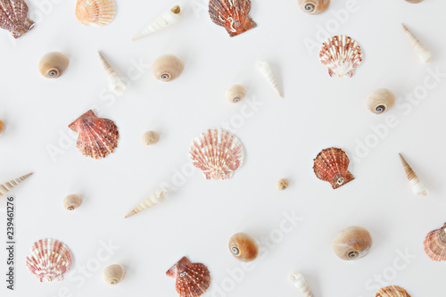 white background with seashells
