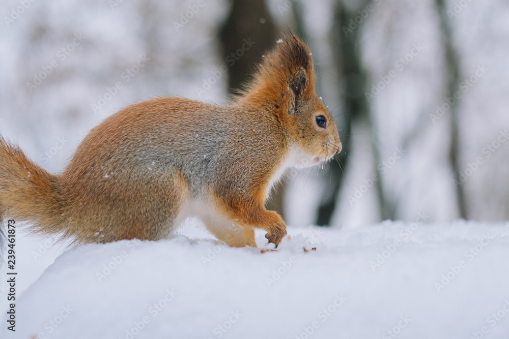 Close-up portrait young squirrel in the winter park. Close-up portrait young squirrel in the winter park.