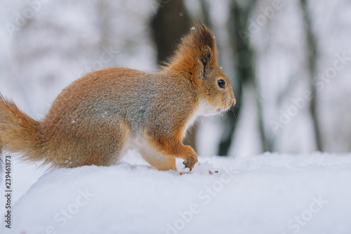 Close-up portrait young squirrel in the winter park. © J. Kearns