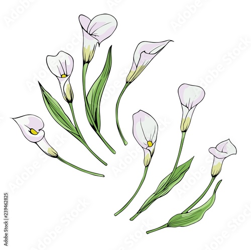 Set of white Calla flowers. Vector illustration of seven flowers with leaves.