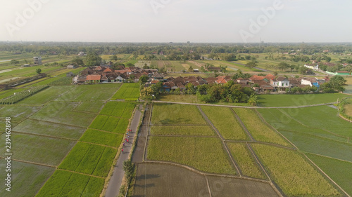 aerial view rice fields, agricultural land with sown green in countryside. farmland with agricultural crops in rural areas Java Indonesia. Land with grown plants of paddy © Alex Traveler