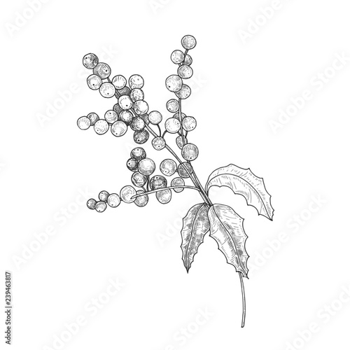 Detailed botanical drawing of holly branch with berries and leaves