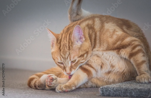 Close up image of a ginger cat grooming itself with copy space.