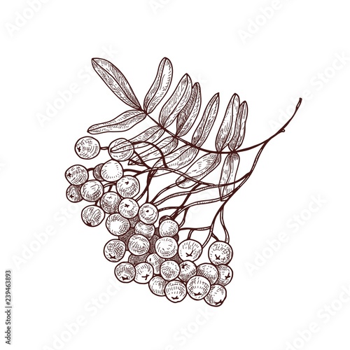 Rowan tree branch or sprig with leaves and ripe berries hand drawn with contour lines on white background