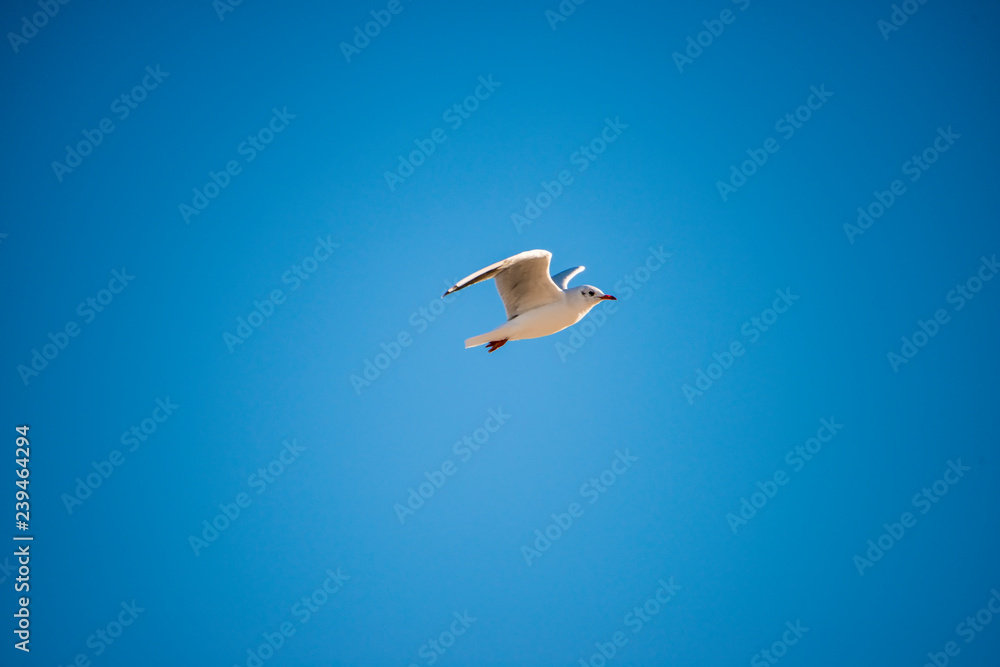 black headed gull flying