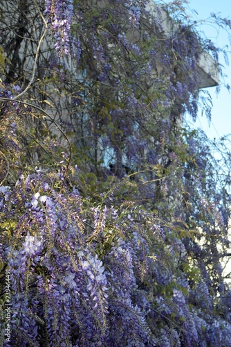 Wisteria violet outdoor.Wisteria purple flowers on a natural background.Wisteria purple brush colors 
