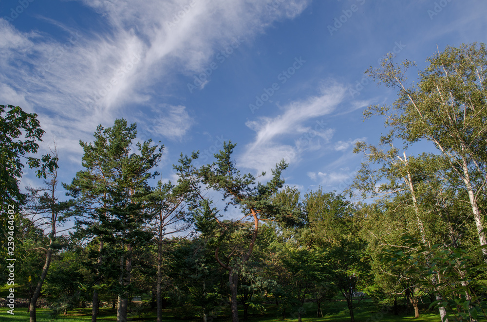 Obraz premium 公園への道