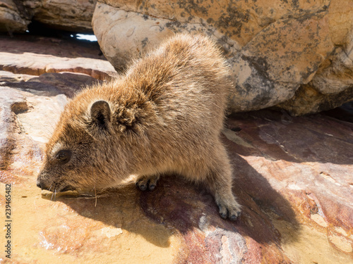 Rock hyrax in Mapungubwe National park, South Africa
