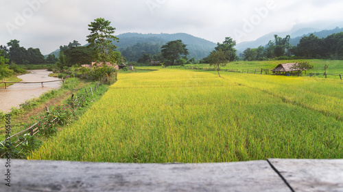 beautiful green rice field mountain background Mueang Khong Chiangmai Thailand