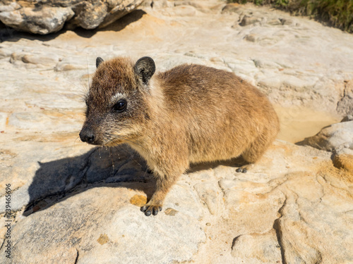 Rock hyrax in Mapungubwe National park, South Africa