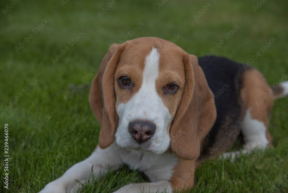 Portrait of a beagle dog