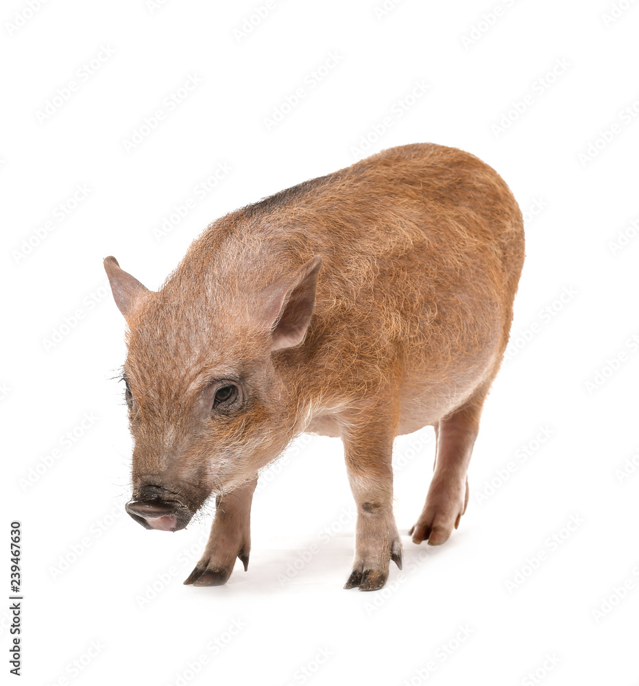 Cute little pig on white background Cute little pig on white background