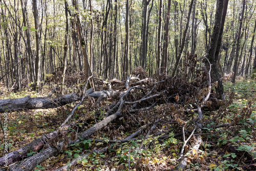 Modern ecology and disease forest.