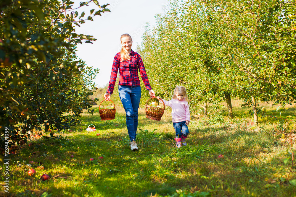 Fototapeta premium Girl helps mother to pick the apples