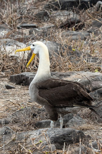 Albatros in the bushes of the island Espanola, in the Galapagos