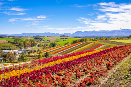 Panoramic colorful flower field in Shikisai-no-oka, Biei, Hokkaido, Japan. Vivid flower streak pattern attracts visitors. It is a very popular spot that can not be missed if sightseeing in Hokkaido.