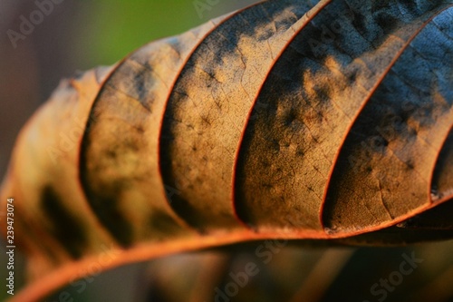 Leaf Strukture Skulpture Sunset photo