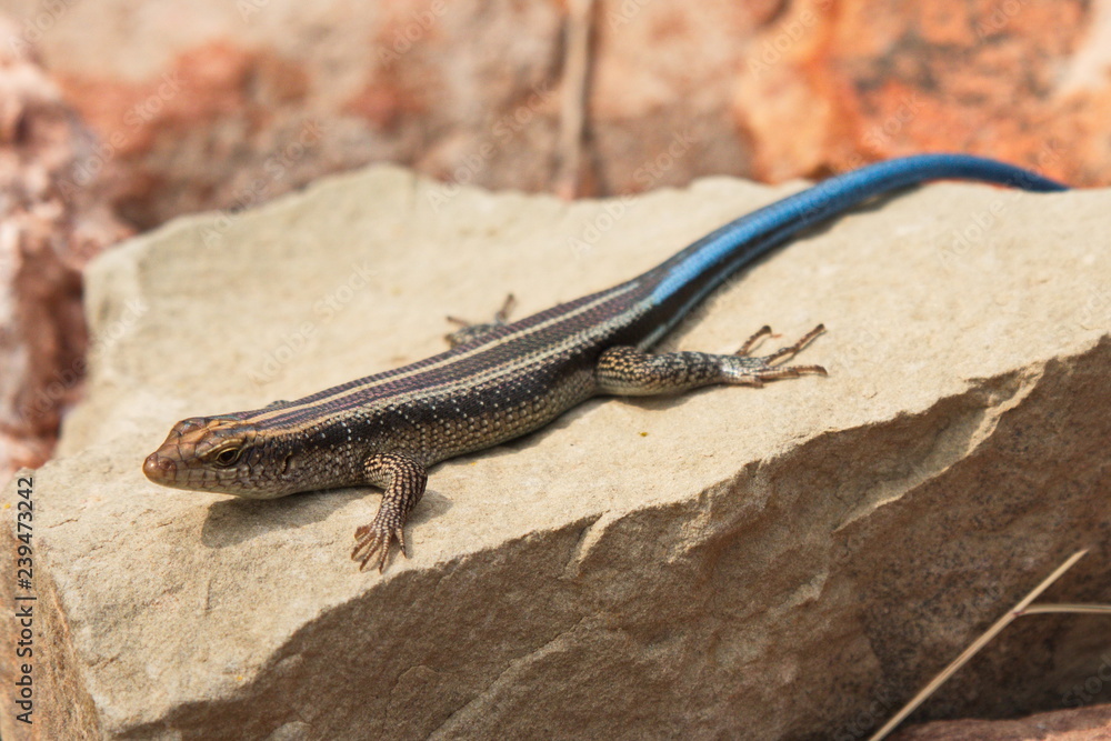 Naklejka premium Striped sking at Mapungubwe Interpretation Centre in South African Republic in Africa