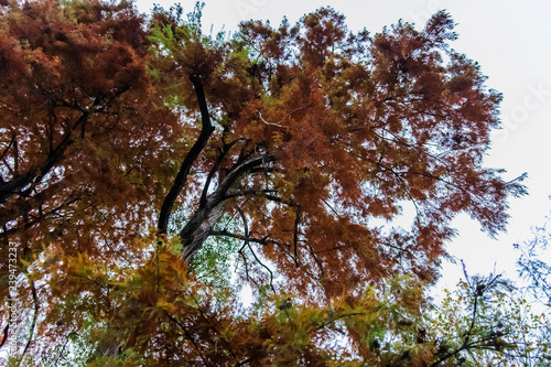 Milan, Italy Indro Montanelli park, autumn leaves photo