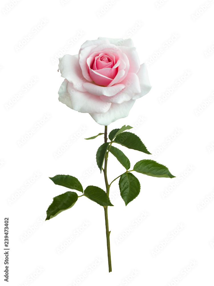 Fototapeta premium Delicate pink rose with green leaves