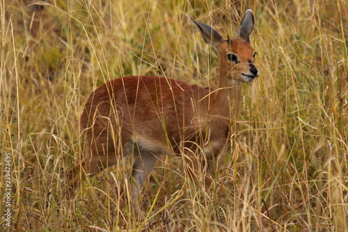 Steenbok in Kruger National park in South African Republic in Africa