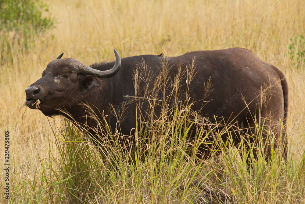 African buffalo in Kruger National park in South African Republic in Africa African buffalo in Kruger National park in South African Republic in Africa