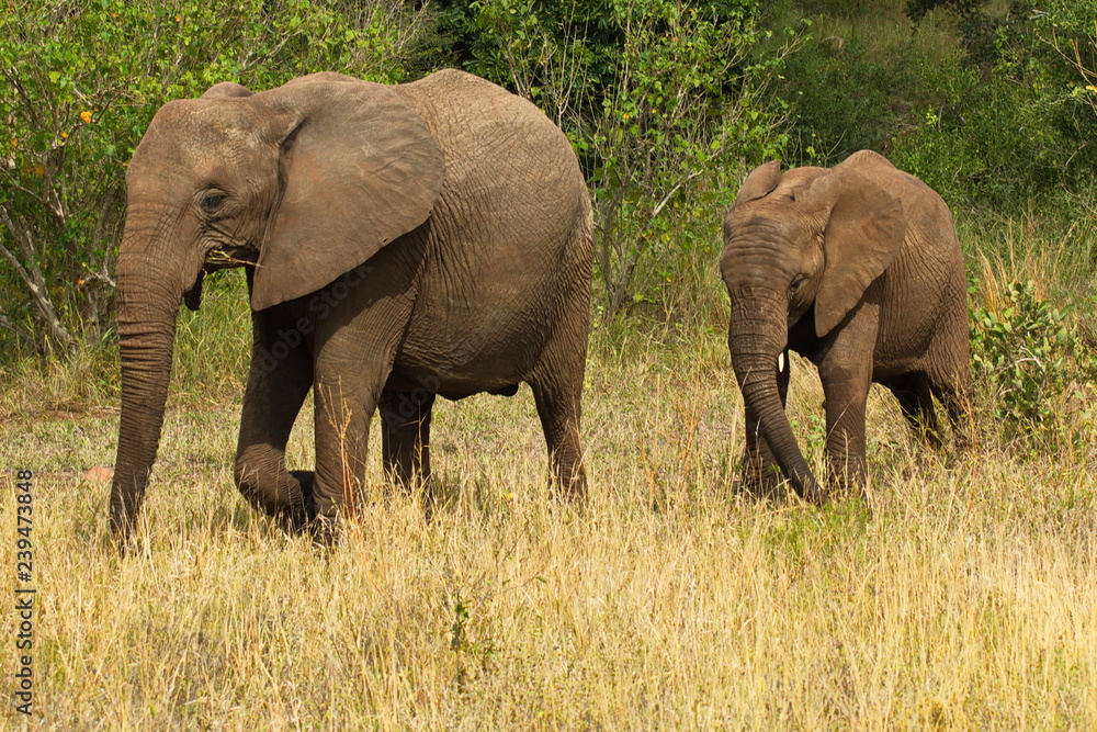 Elephants in Kruger National park in South Africa