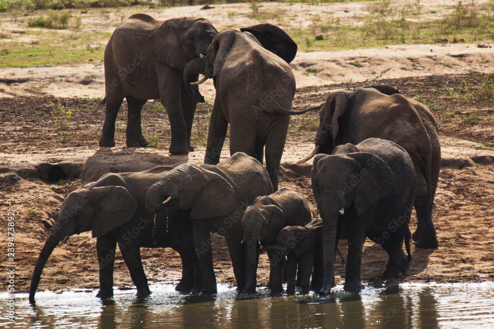 Fototapeta premium Elephants in Kruger National park in South Africa