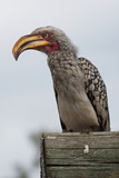 Bradfield's hornbill in Kruger National park in South African Republic in Africa