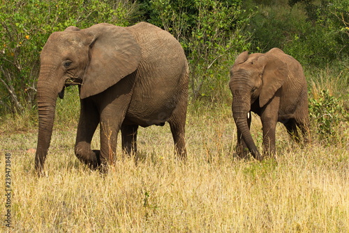 Elephants in Kruger National park in South Africa