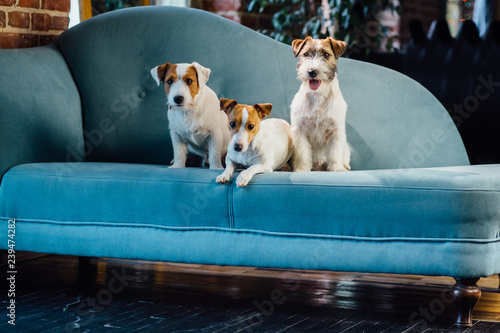 Seria photo of wary three dogs family jack russel terrier puppies sitting on a turquoise sofa together indoor.