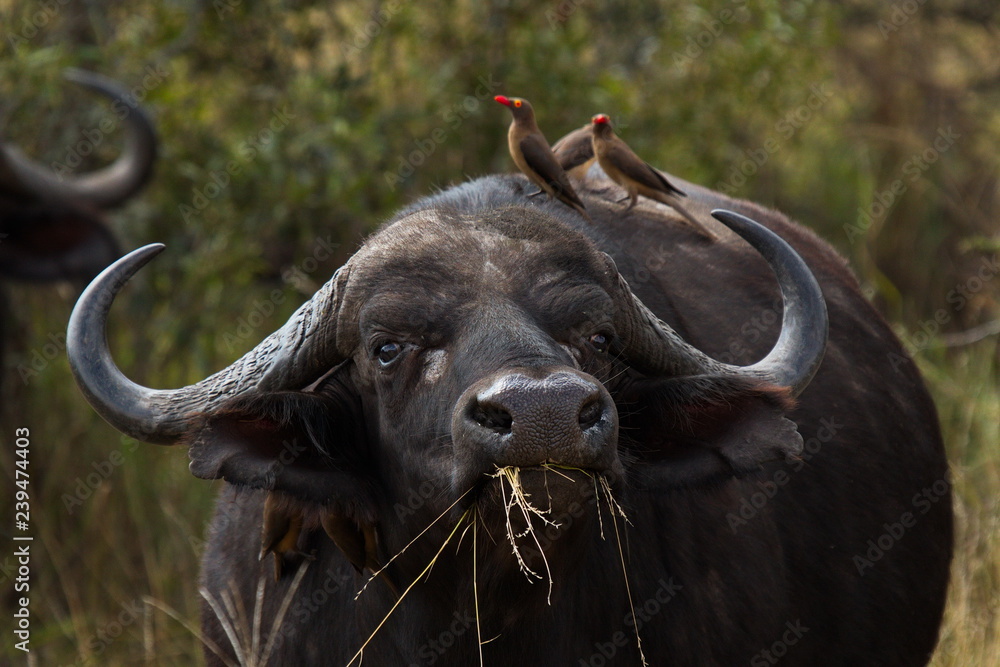 Naklejka premium African buffalo in Kruger National park in South African Republic in Africa