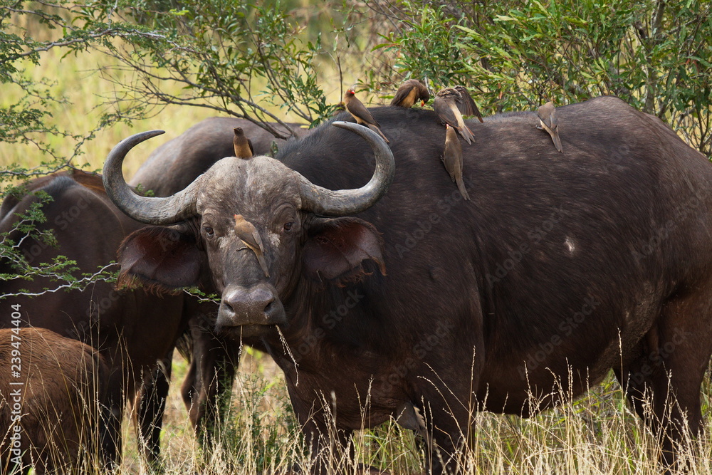 African buffalo in Kruger National park in South African Republic in Africa African buffalo in Kruger National park in South African Republic in Africa