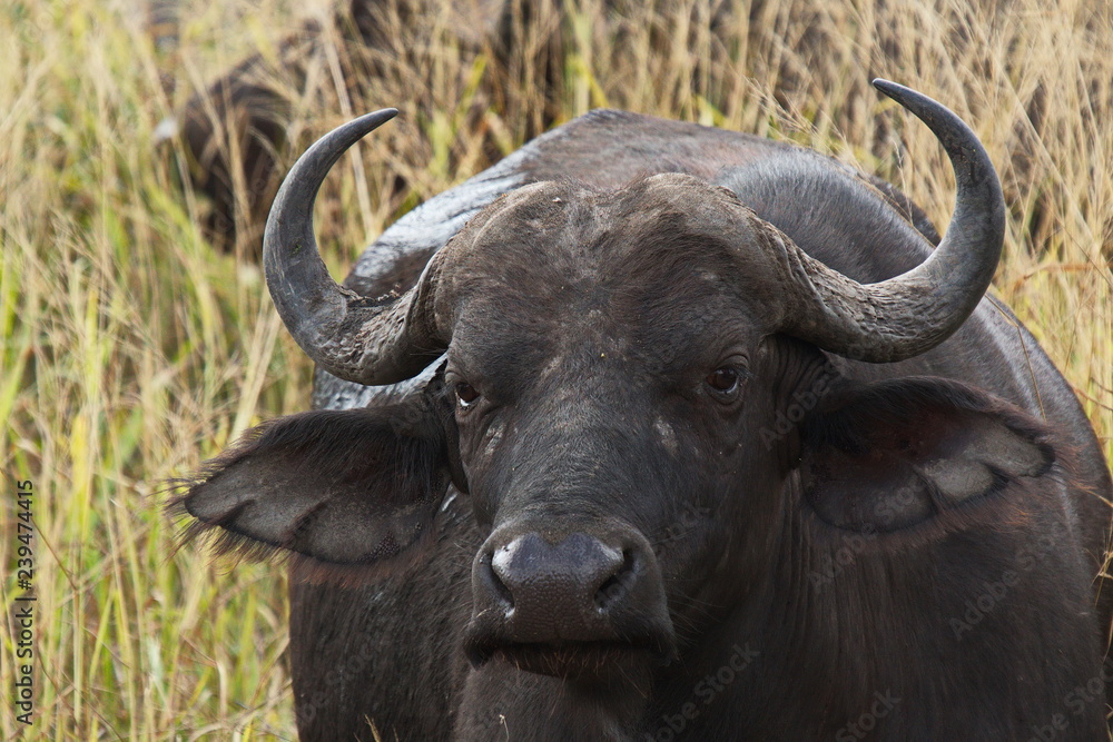African buffalo in Kruger National park in South African Republic in Africa African buffalo in Kruger National park in South African Republic in Africa