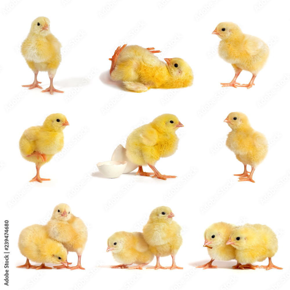 Set of little chicken broiler isolated on white Set of little chicken broiler isolated on white