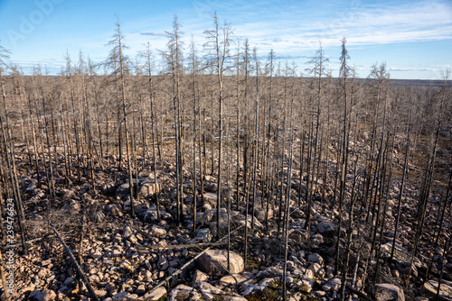 Remaining dead trees after a forest fire