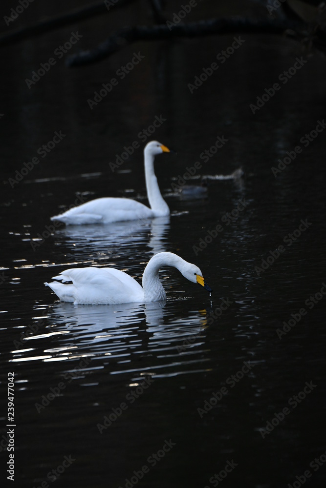 Naklejka premium ハクチョウ