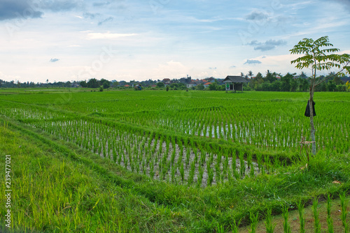 Fototapeta Naklejka Na Ścianę i Meble -  Green rice field on a rainy day. Bali, Indonesia 
